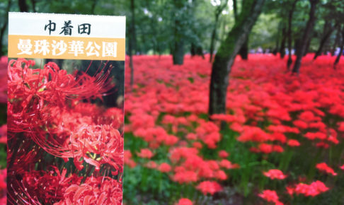 9月中旬から見頃！500万本の真っ赤な絨毯な「曼殊沙華」を「巾着田」に見に行こう！